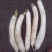 白皮白萝卜1.5~2斤起
