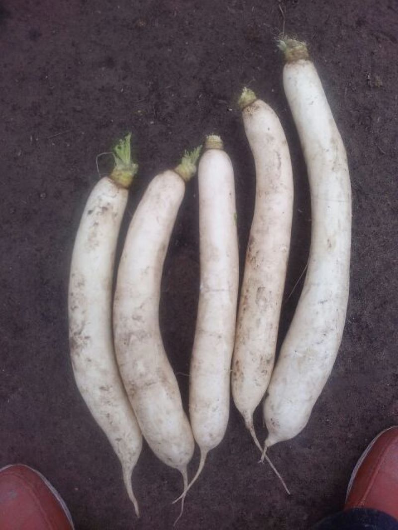 白皮白萝卜1.5~2斤起
