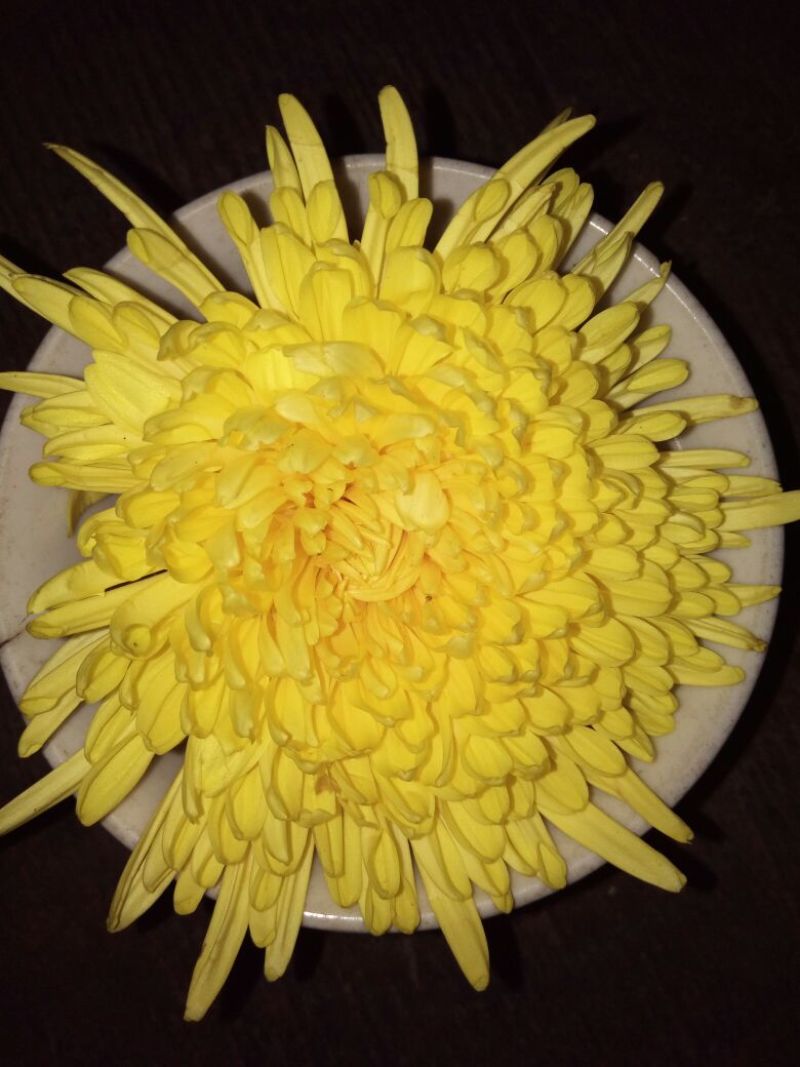 菊花茶