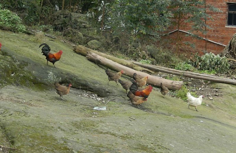 土鸡9~12月
