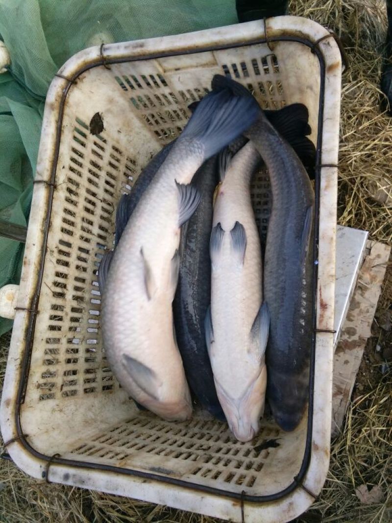鲤鱼食用0.5~1公斤
