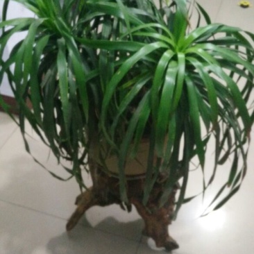 根雕茶几