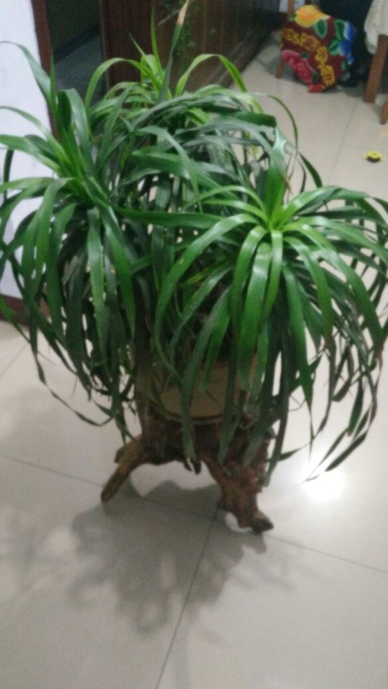 根雕茶几