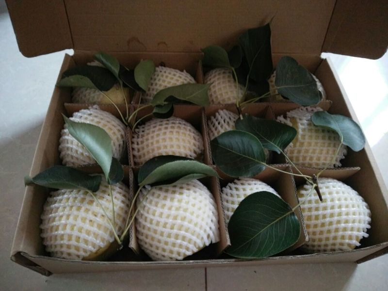砀山梨300~350g纸箱