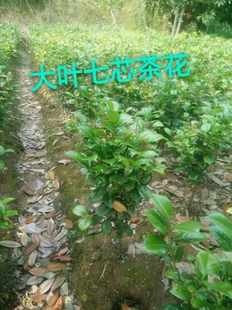 七芯茶花