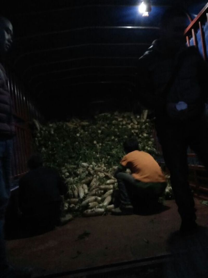 白萝卜1~1.5斤起