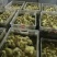 三花鹅苗250g以下