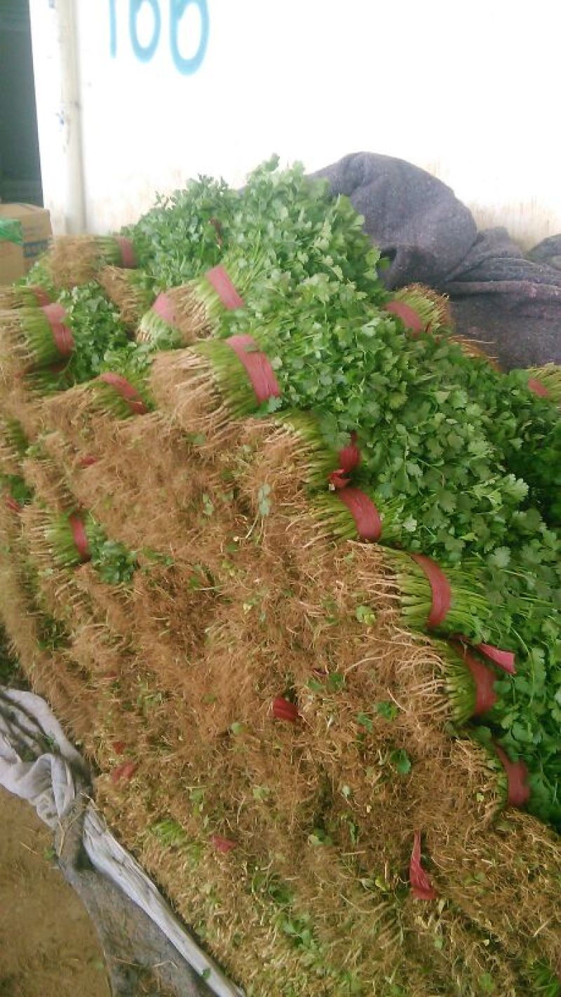 大叶香菜20~25厘米以上