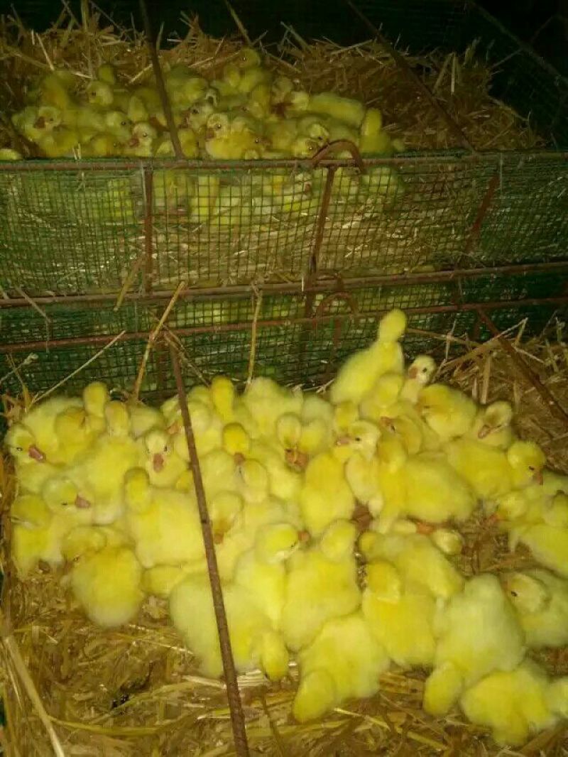 三花鹅苗250g以上