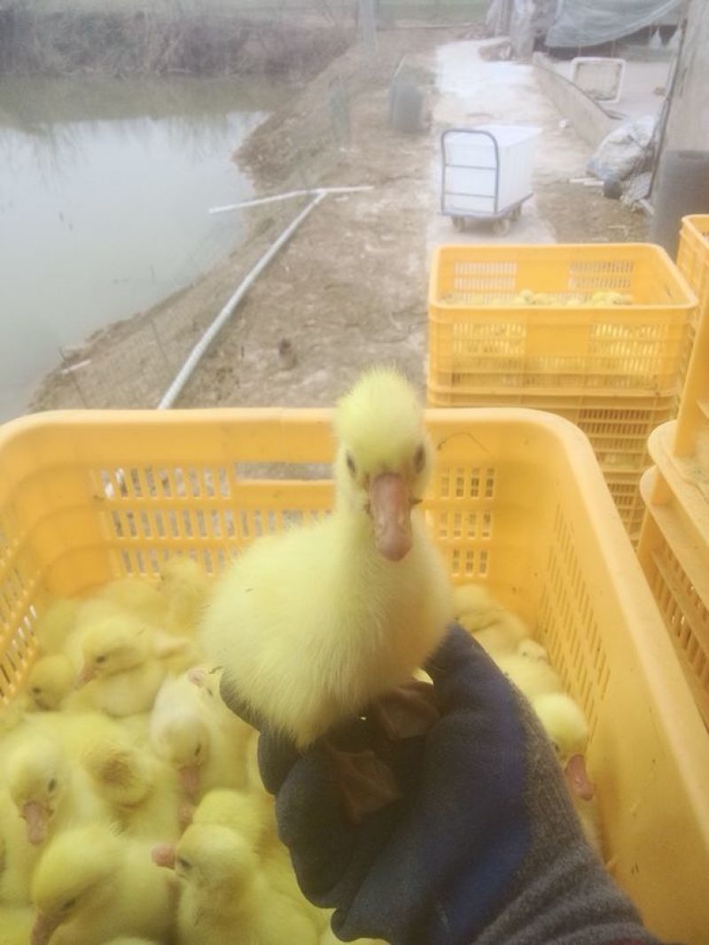 扬州白鹅鹅苗