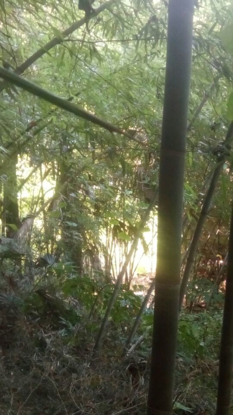 绿竹2~3m