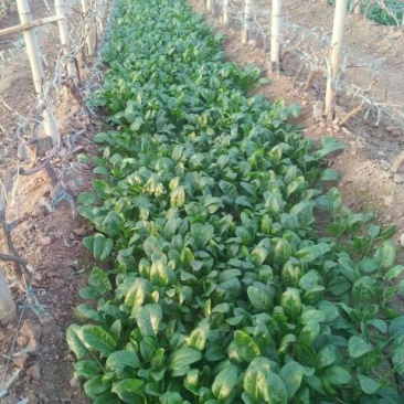 秋菠菜10~15厘米