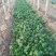 秋菠菜10~15厘米