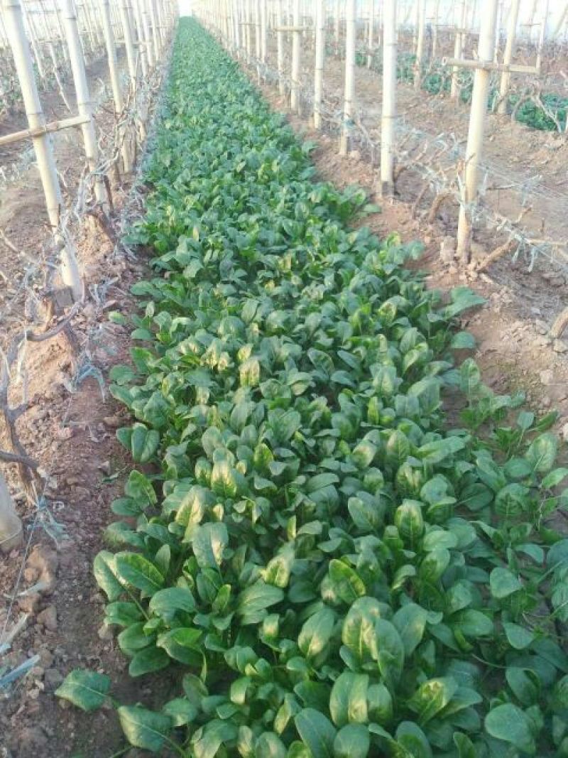 秋菠菜10~15厘米