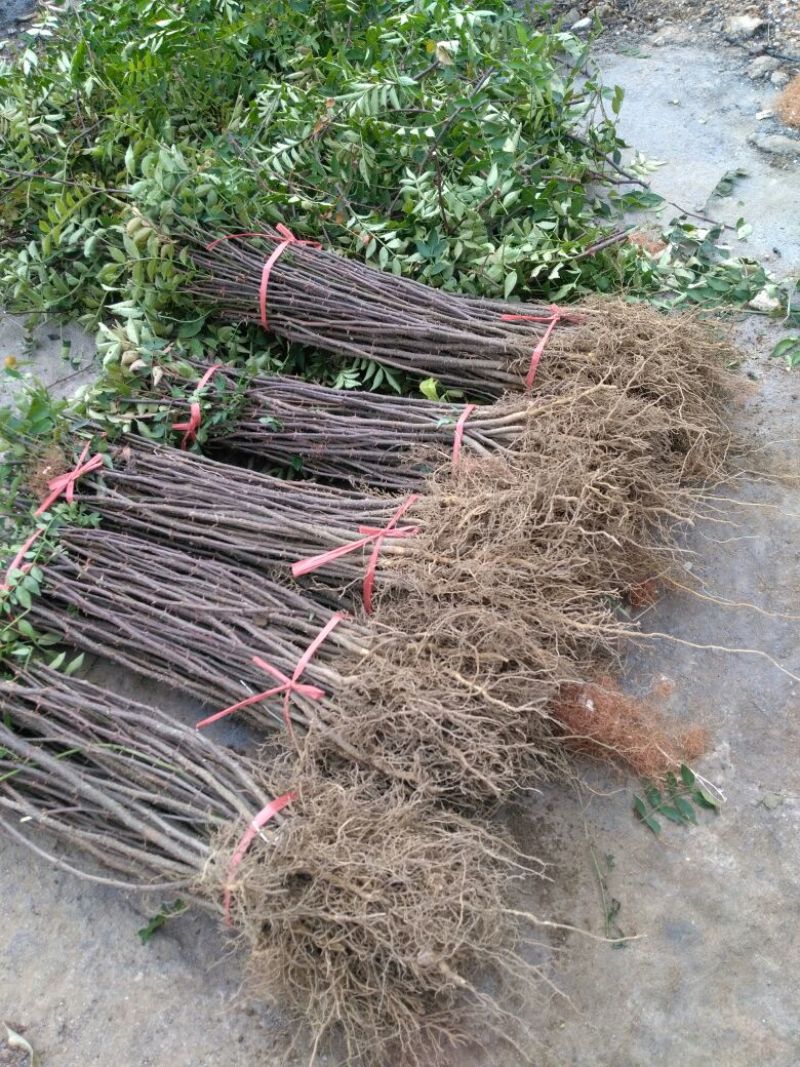 花椒苗无刺花椒