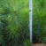 马尾松树苗30~50cm