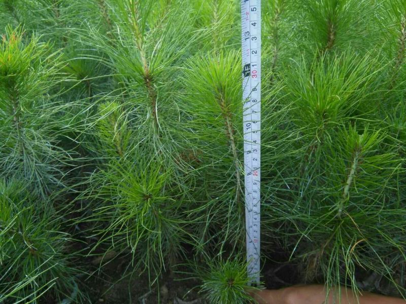 马尾松树苗30~50cm