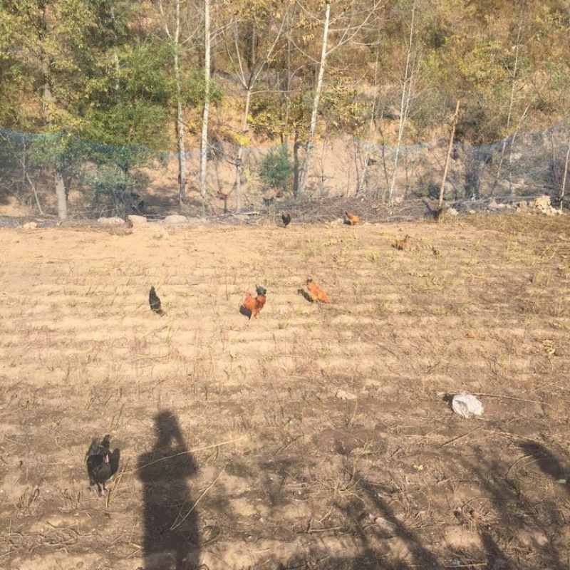 土鸡蛋