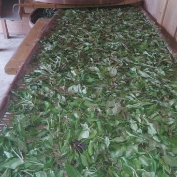 农村采摘小苦菜5~10厘米，干货