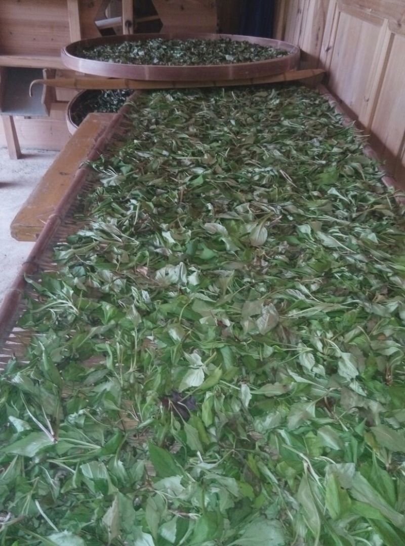 农村采摘小苦菜5~10厘米，干货