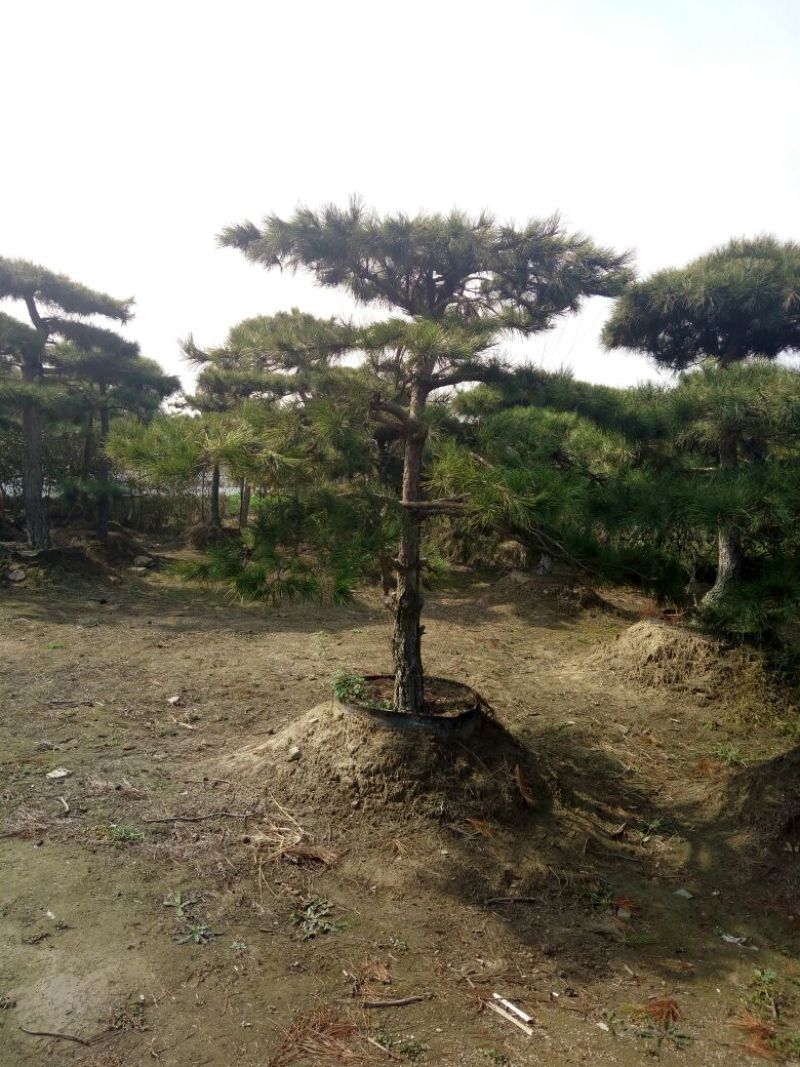 造型松15公分，泰山造型松，泰山景松，造型油松