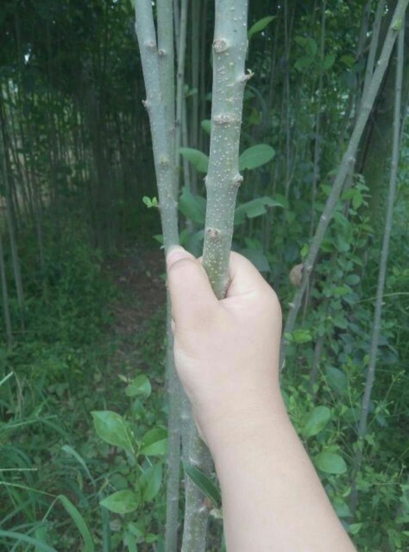 大叶女贞4cm以下