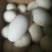 皖西白鹅鹅苗250g