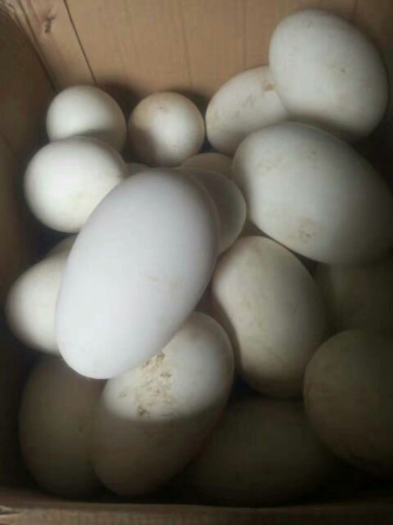 皖西白鹅鹅苗250g