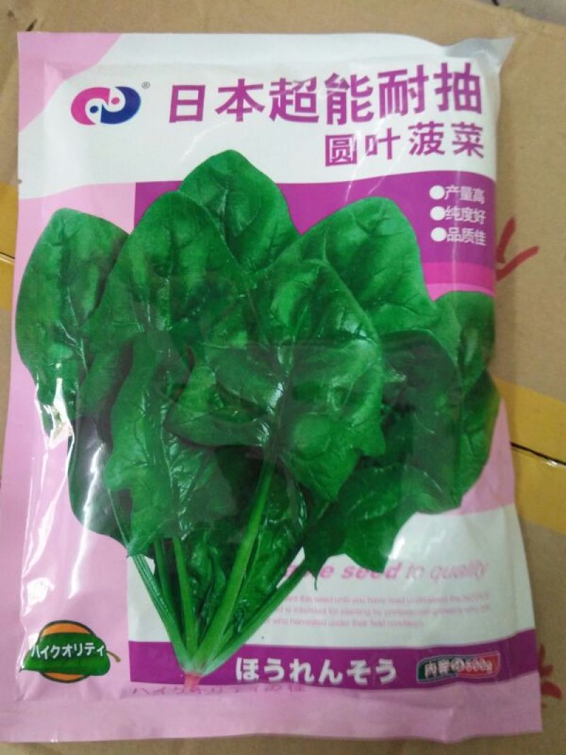 菠菜35~40厘米