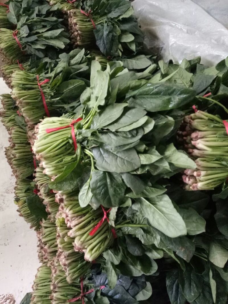 大叶菠菜20~25厘米