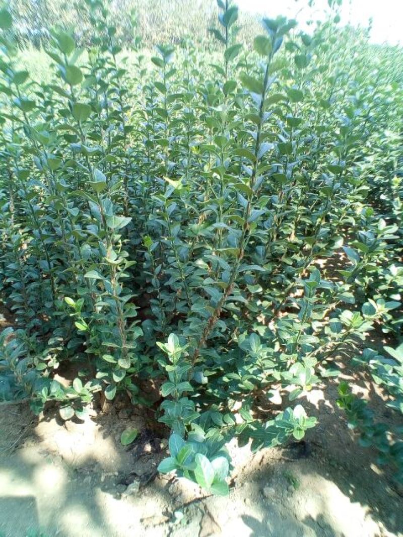 胶州卫矛2cm以下4cm以下0.5米以下