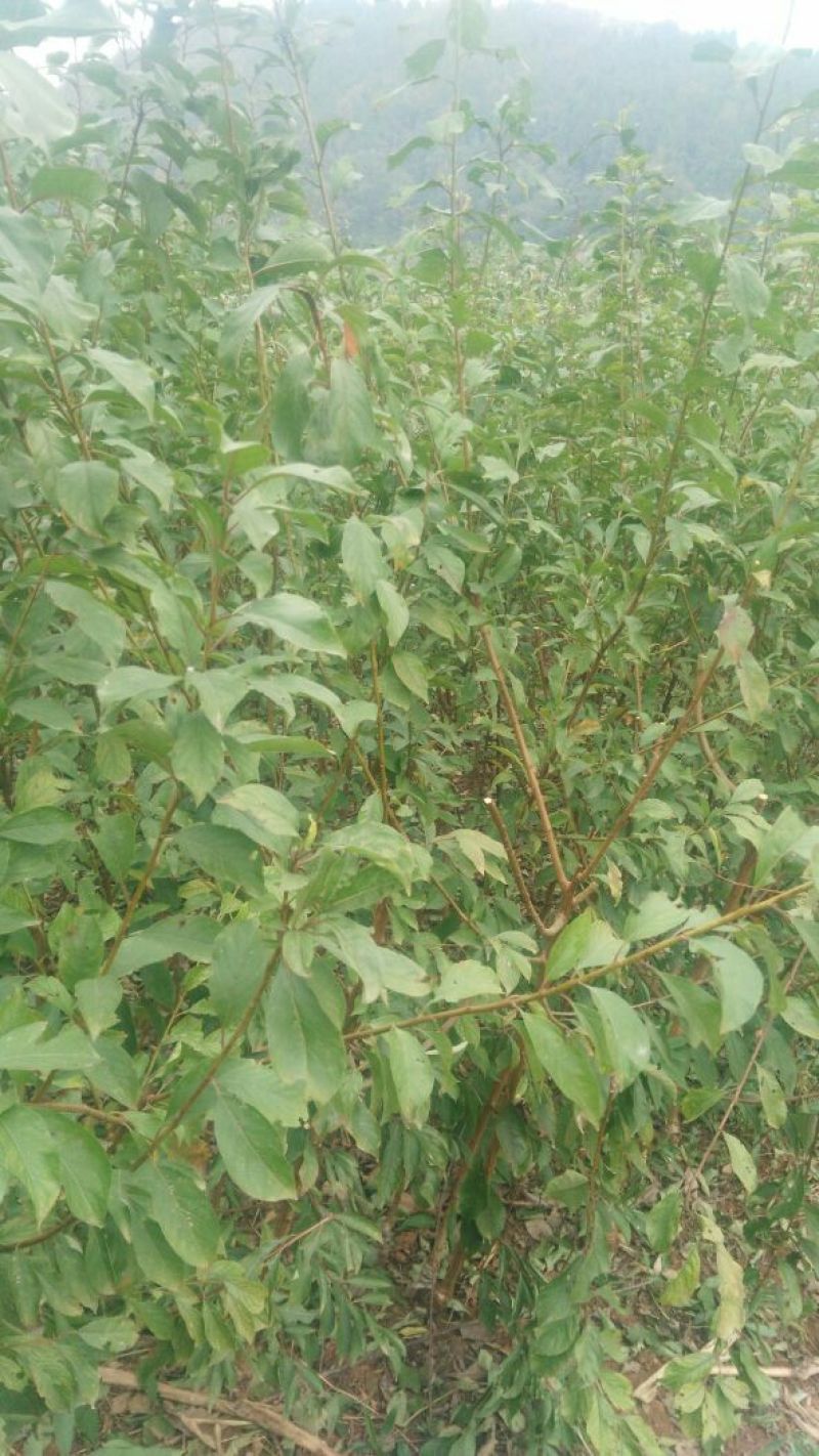 脆红李子树苗50~100cm