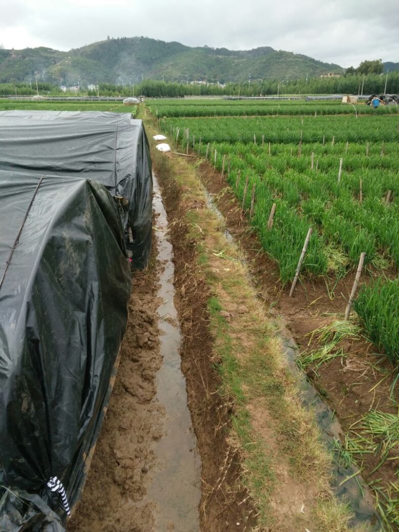 韭黄头茬30~40公分