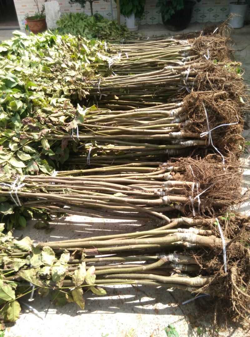 川早2号核桃苗100~150cm二年苗
