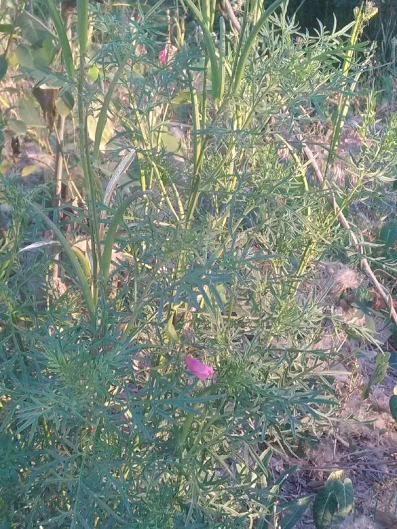 透骨草