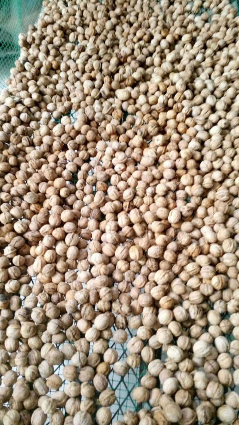 薄皮核桃30mm以上去皮