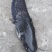 大口鲶食用