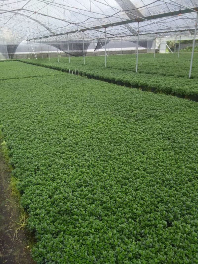金鱼草带苞14#16#（红杯黑杯）产地直发量大从优可视频