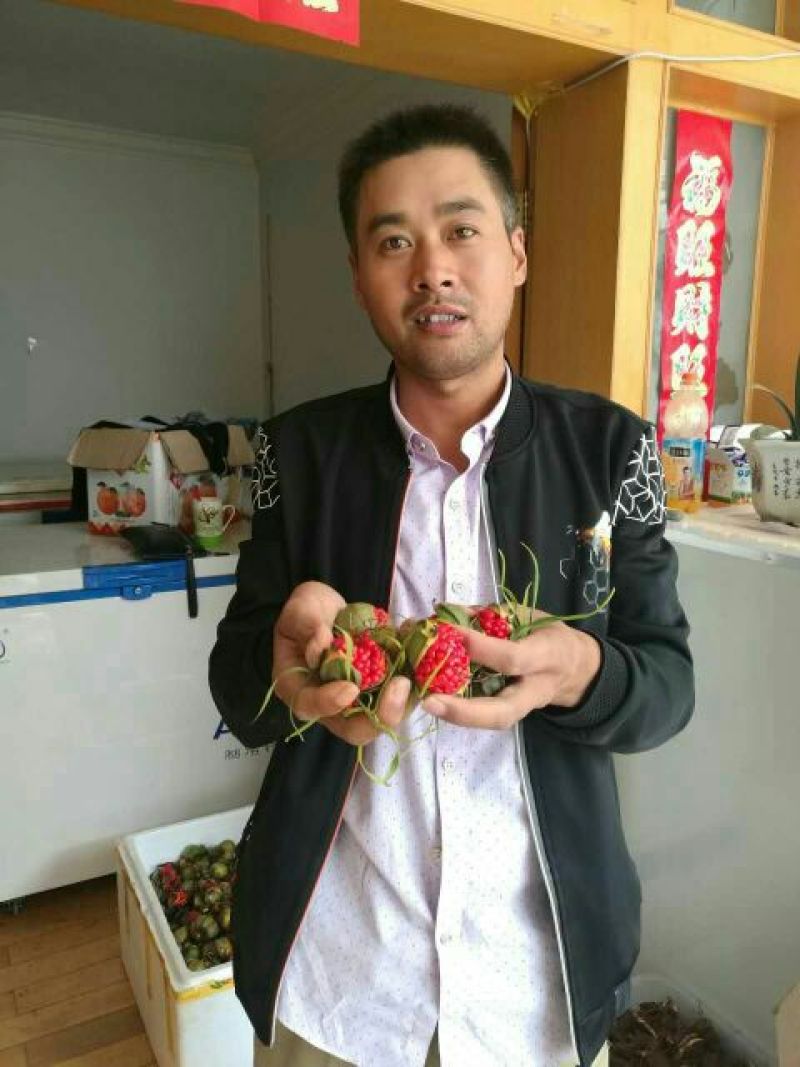 【良心推荐】云南纯正滇重楼矮杆重楼