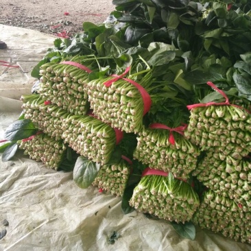 大叶菠菜15~20厘米