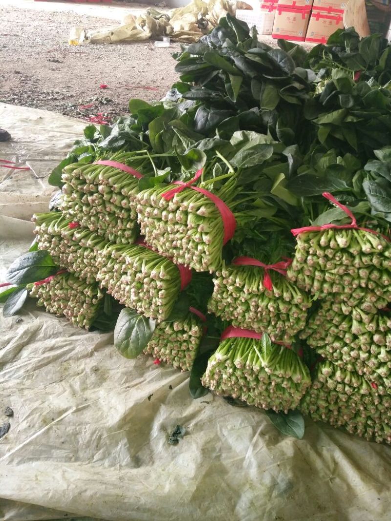 大叶菠菜15~20厘米
