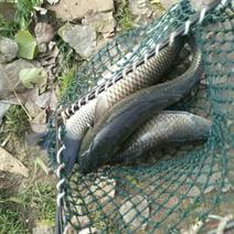 草鱼食用人工养殖活鱼1~2.5公斤