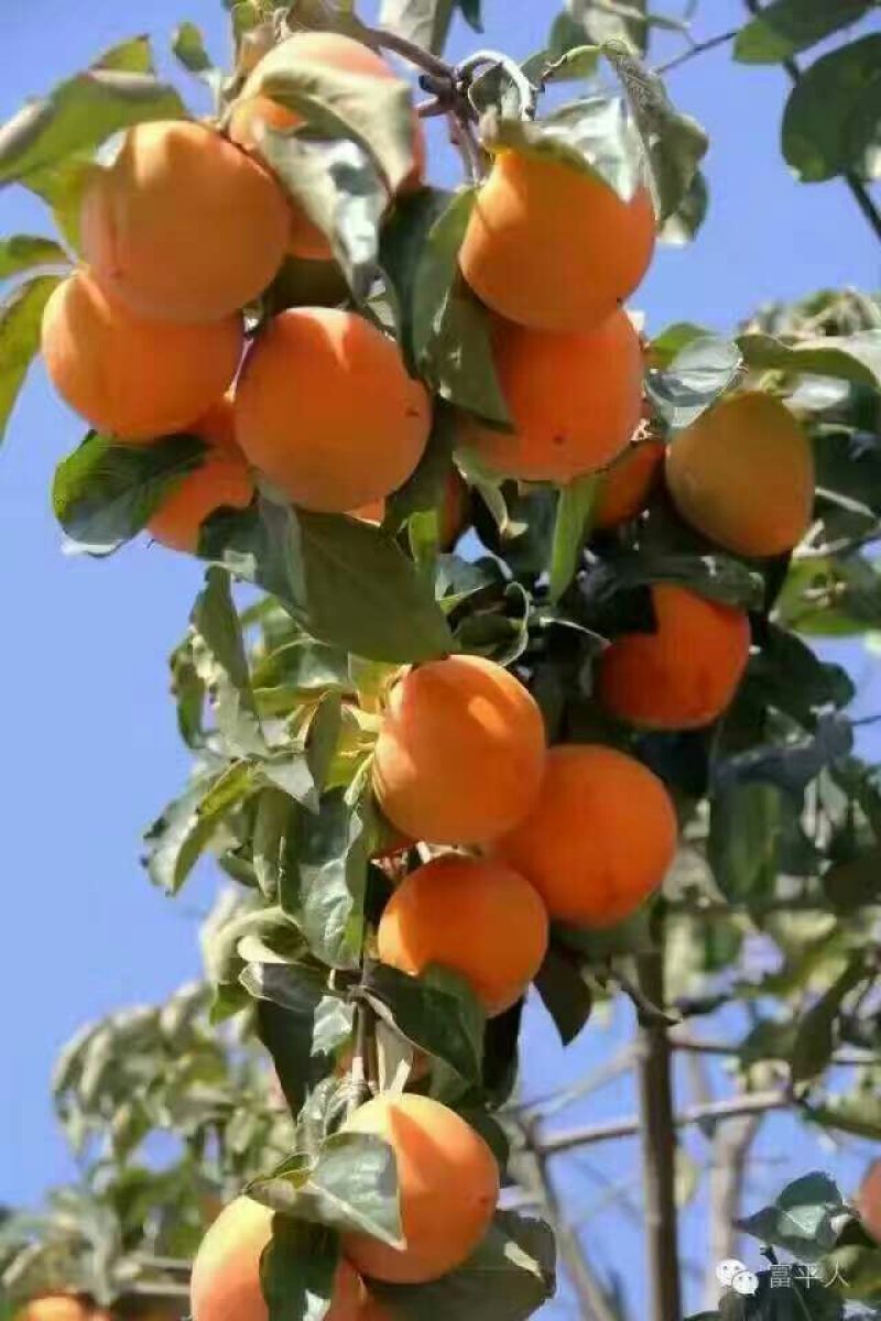 柿饼1~2两