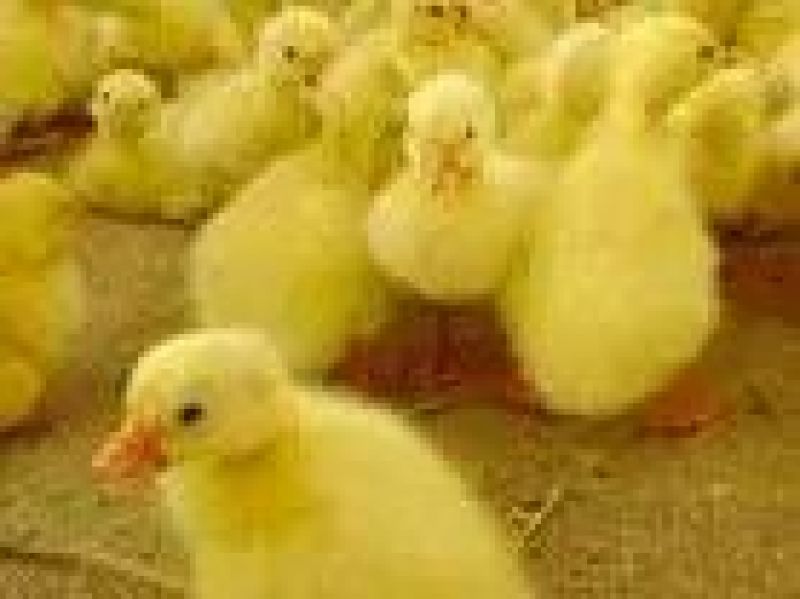 扬州大白鹅苗250g以下