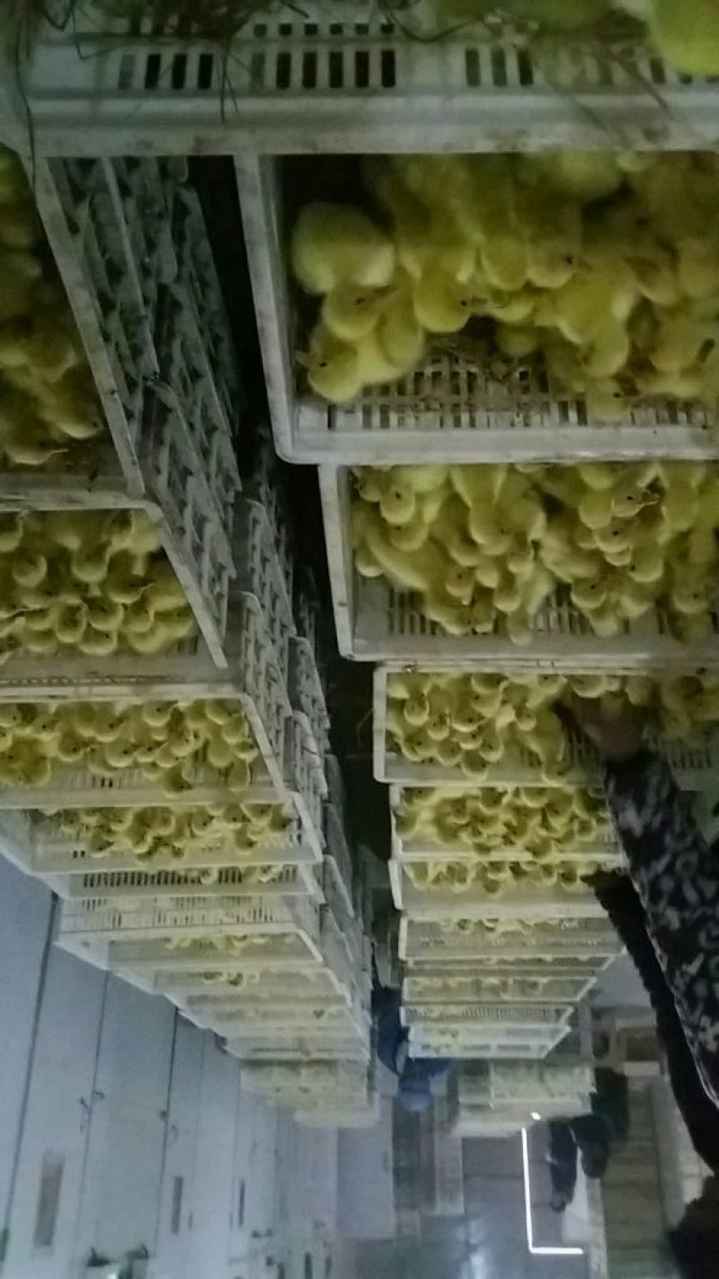鹅苗250g以下