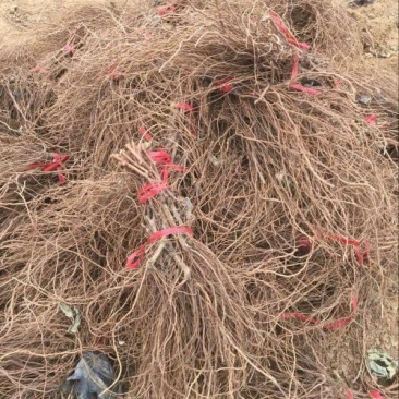 葡萄树1.5~2m