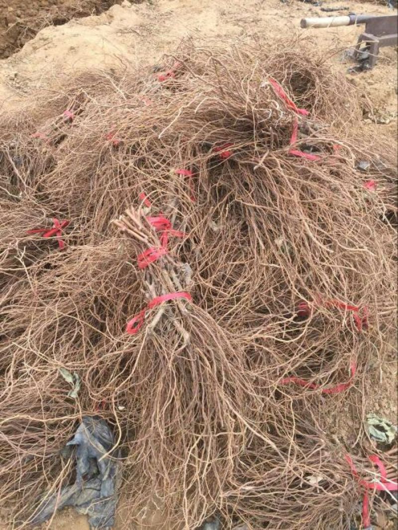 葡萄树1.5~2m