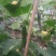 刺黄瓜鲜花带刺