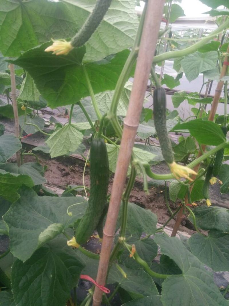 刺黄瓜鲜花带刺