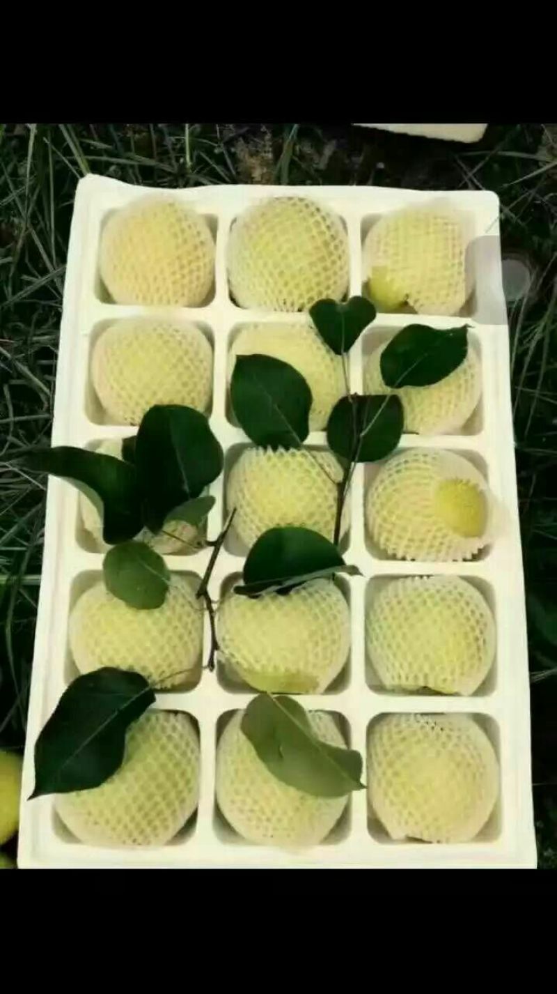 砀山梨200~250g筐装